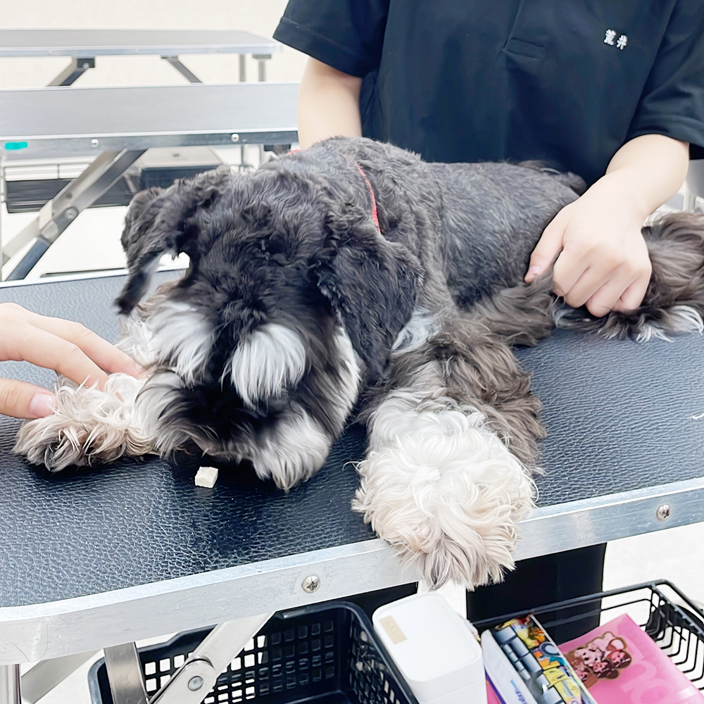 モデル犬の健康管理☆